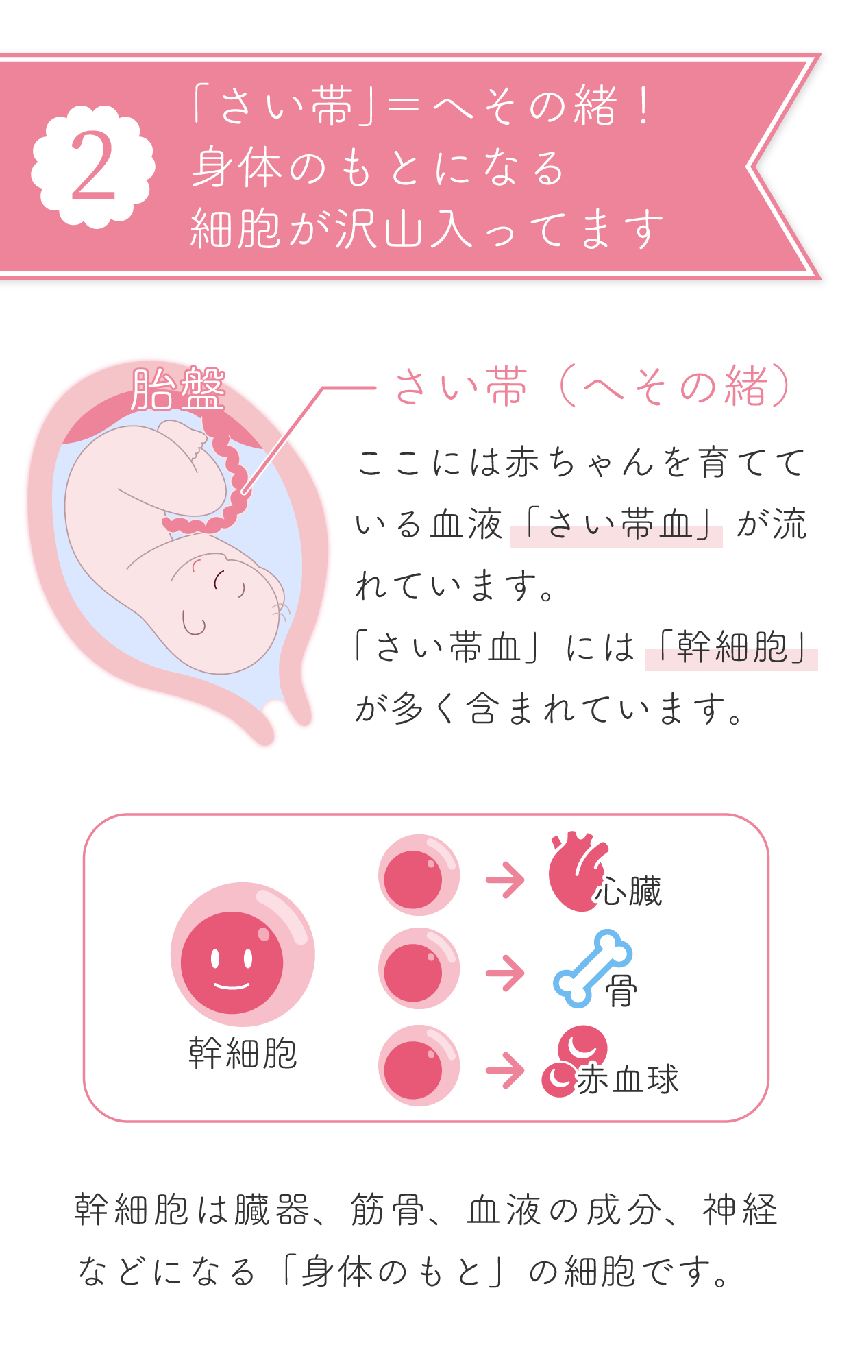 ２ 「さい帯」＝へその緒のこと 身体のもとになる細胞が沢山！