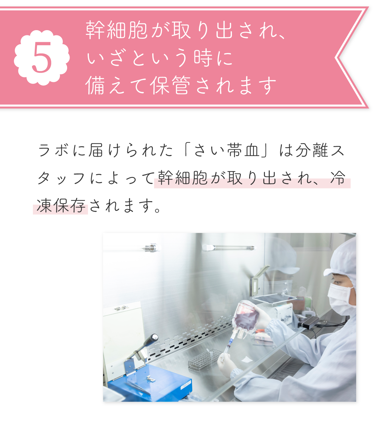 ５ 幹細胞が取り出され、いざという時に備えて保管されます